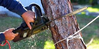 Best Stump Grinding and Removal  in New Providence, NJ