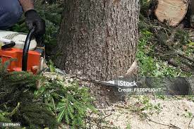 New Providence, NJ Tree Removal Company