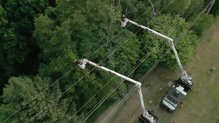 Best Fruit Tree Pruning  in New Providence, NJ