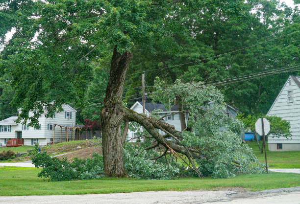 Best Tree Preservation Services  in New Providence, NJ