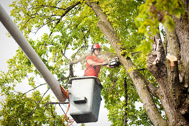 Best Hedge Trimming  in New Providence, NJ