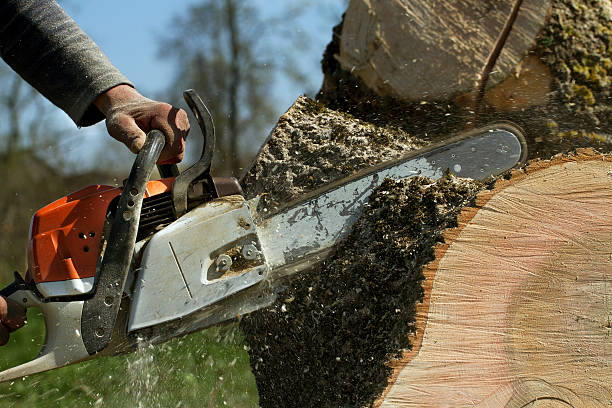 Best Tree Removal  in New Providence, NJ