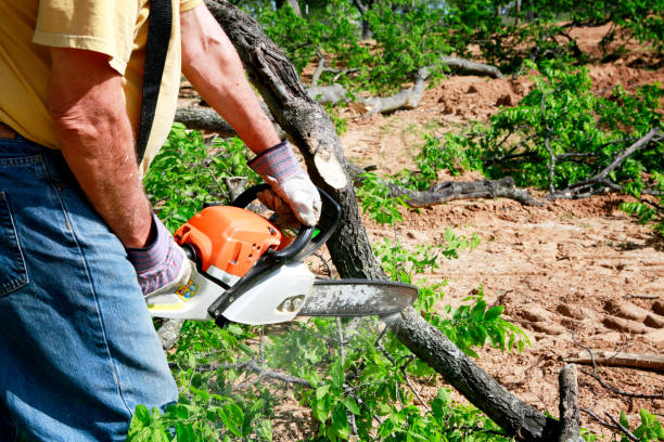 Best Root Management and Removal  in New Providence, NJ